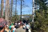 Миниатюра новости: 9 тысяч елей за день: костромские студенты посадили "Сад памяти"