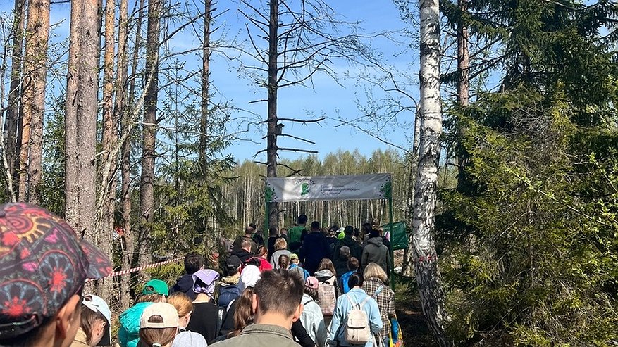 Главная картинка новости: 9 тысяч елей за день: костромские студенты посадили "Сад памяти"