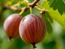 1 ведро под корень крыжовника — и ягод тьма-тьмущая: крупнее апельсина и слаще абрикоса — 3 шага к богатому урожаю