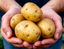 2 горсти на 1 кв. м. — и клубни картофеля размером XXL: супер секрет высокой урожайности раскрывает биолог
