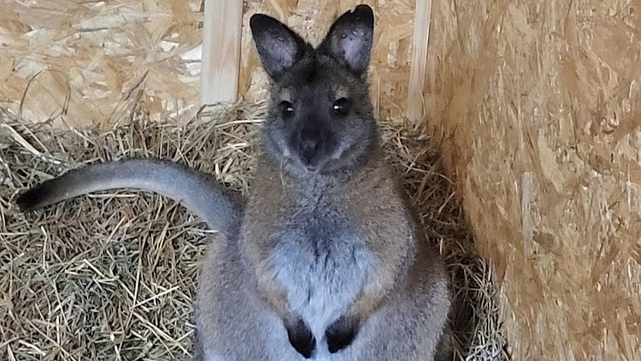 Главная картинка новости: Похитителя кенгуренка Кроша из костромского зоопарка отправили в психиатрическую больницу