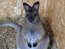 Похитителя кенгуренка Кроша из костромского зоопарка отправили в психиатрическую больницу