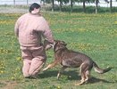 Прокуратура в Костроме проверит жалобы жителей на агрессивных собак, из-за которых они боятся выйти на улицу