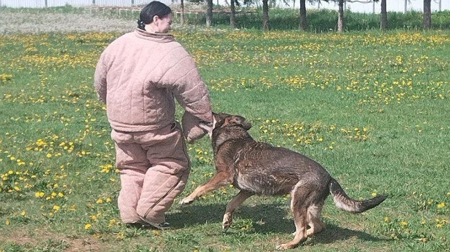 Главная картинка новости: Прокуратура в Костроме проверит жалобы жителей на агрессивных собак, из-за которых они боятся выйти на улицу