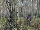 Костромской браконьер заплатит 400 тысяч рублей за убитую лосиху