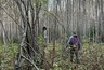 Миниатюра новости: Костромской браконьер заплатит 400 тысяч рублей за убитую лосиху