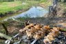 Миниатюра новости: Не свинина, не курица и не говядина: доктор Мясников назвал идеальное мясо для шашлыка