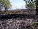 В Костромской области зарегистрирован первый лесной пожар