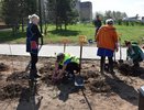 В Костроме улицы засаживают туями и ивами