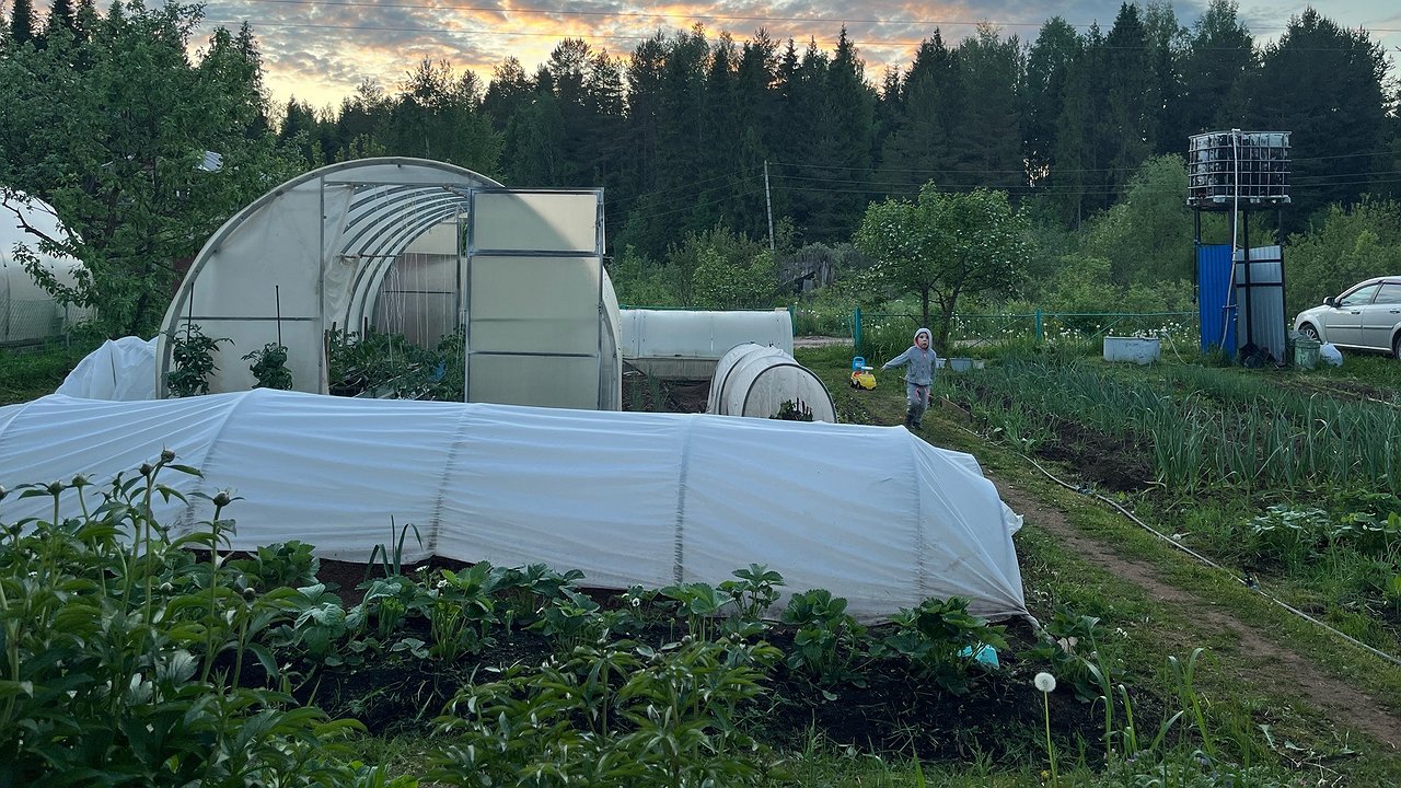 Главная картинка новости: Сорняки ничем не обливаю — 1 секунда и их нет: жалею, что раньше не знала о «топовых» помощниках