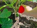 5 лавровых листов – и огурцы плодоносят как бешеные: свежие овощи с 1 июня и до 31 октября