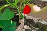 Миниатюра новости: 5 лавровых листов – и огурцы плодоносят как бешеные: свежие овощи с 1 июня и до 31 октября