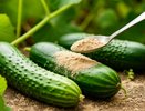 Чем в Китае подкармливают огурцы "для себя", а не для продажи: повторила их способ и теперь один вопрос - куда деть столько урожая