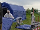 В Костромской области ликвидировали условный очаг сибирской язвы