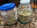 В Костромской области у жителя обнаружили более 600 граммов марихуаны и незаконные боеприпасы