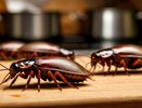 2 капли на плинтус — и тараканы в бешенстве сбегут из дома, стуча копытцами безопасно для человека — не нужно покидать жилище