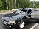 За два дня в Костромской области зафиксировано три ДТП с лосями