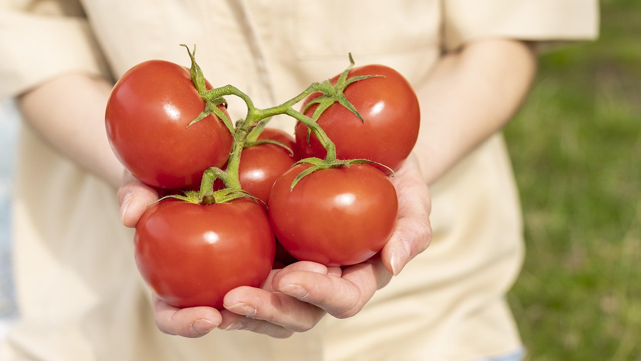 Главная картинка новости: При первых цветках на томатах — сразу: 1 ложку в ведро — кисти пойдут одна за одной, завязей тьма