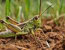 Теперь ясно, почему в СССР почти не было саранчи, а сейчас ее стало пруд пруди: вот в чем причина
