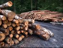 В Галиче арендатор заплатил 100 тысяч за незаконную вырубку леса