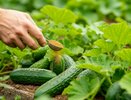 Огурцы «затопят» богатым урожаем: сыплю 1 ложку под корень — будут плодоносить до самых заморозков