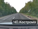 Водитель сбил лося под Костромой и скрылся с места ДТП