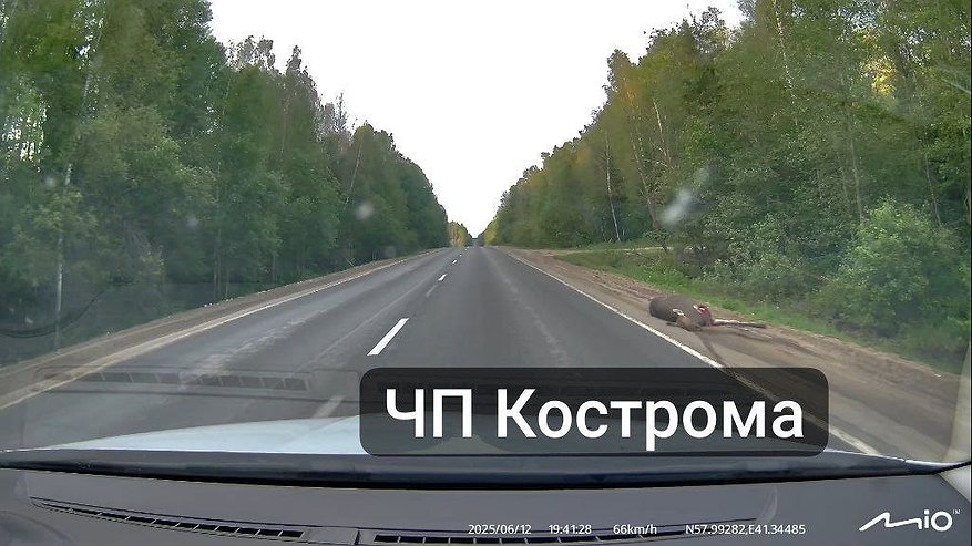 Главная картинка новости: Водитель сбил лося под Костромой и скрылся с места ДТП
