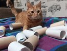 Втулки от туалетной бумаги берегу как зеницу ока: вот как их применяю — невероятно полезная вещь для решения многих задач