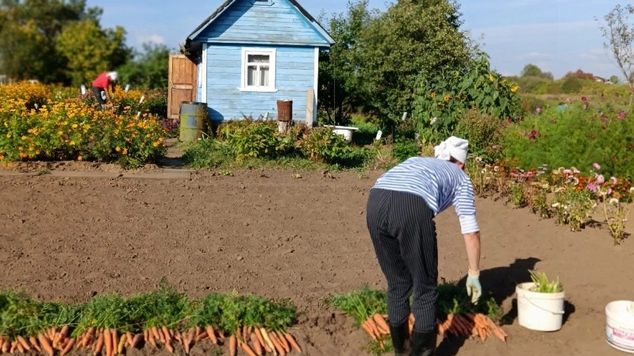 Главная картинка новости: Бабушка из деревни подсказала, как убрать запах в уличном туалете: через 48 часов я был приятно удивлён
