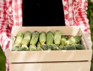 Огурцы дуреют от этой подкормки: проверенный временем рецепт – урожай как в промышленных теплицах