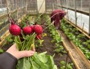 5 ложек на ведро — редис попрет словно на дрожжах: вырастет крупным и сочным — мощная подкормка после 20 июня