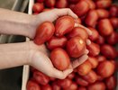 Почему умные огородники никогда не поливают помидоры дождеванием? Ответ сильно изменит ваш подход