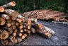 Миниатюра новости: В Костромской области организация складировала пиломатериал на дорогу