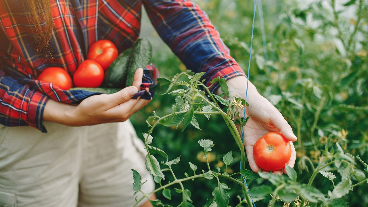Главная картинка новости: Собираю нижние листья томатов в банку с водой на три дня: готовлю средство лучше любого стимулятора роста