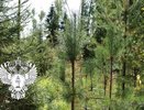 В Костромской области 66-летний мужчина незаконно вырубил хвойные деревья