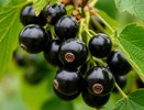 "Радую" смородину этим копеечным кухонным продуктом - и тля "эвакуируется" за 48 часов