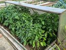 Перцы после высадки поливаю именно этим настоем: урожая так много, что приходится раздавать соседям