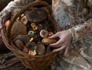 Грибников будут отлавливать и штрафовать прямо в лесах: это суровое правило вводится с 28 июня