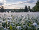 Летние морозы накроют Россию и оставят всех без урожая: Вильфанд предрек аномальную погоду в начале июля