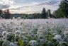 Миниатюра новости: Летние морозы накроют Россию и оставят всех без урожая: Вильфанд предрек аномальную погоду в начале июля