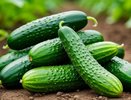 Лью 1 стакан под огурцы - они прут как бешеные, даже хилые растения обильно заплодоносят: лучшие подкормки