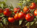 Больше не поливаю томаты: под каждым кустом ставлю перевернутую бутылку - идеально для самых ленивых огородников
