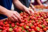 Миниатюра новости: Финское клубничное рабство: как я решилась поехать на сбор клубники в Европу - честный отзыв туриста