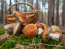 Гриб-деликатес, которым пренебрегают большинство грибников: вкусный до безумия - собираю всегда, пока другие фукают