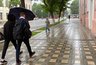 Миниатюра новости: Первая неделя июля принесет в Кострому дожди