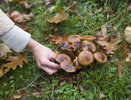 Родственник рыжика - плотный, сладкий и мясистый: грибники его не собирают и обходят стороной, а зря