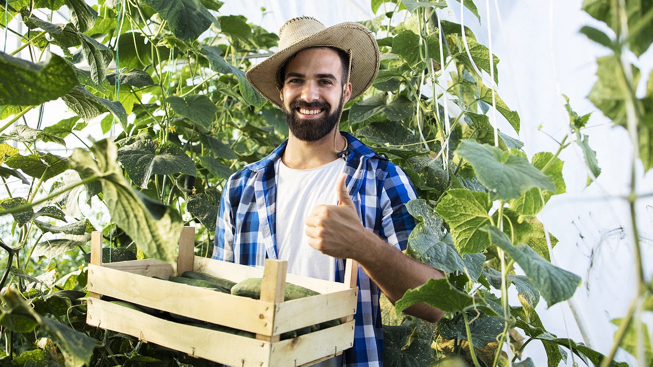 Главная картинка новости: Что насыпать под корень огурцам в июле, чтобы они были здоровыми и давали море урожая: листья больше не желтеют и завязь не падает
