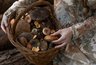 Миниатюра новости: Родственник рыжика - плотный, вкусный и мясистый: грибники его не собирают, а зря!