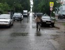 В Костромской области до конца недели будут идти дожди