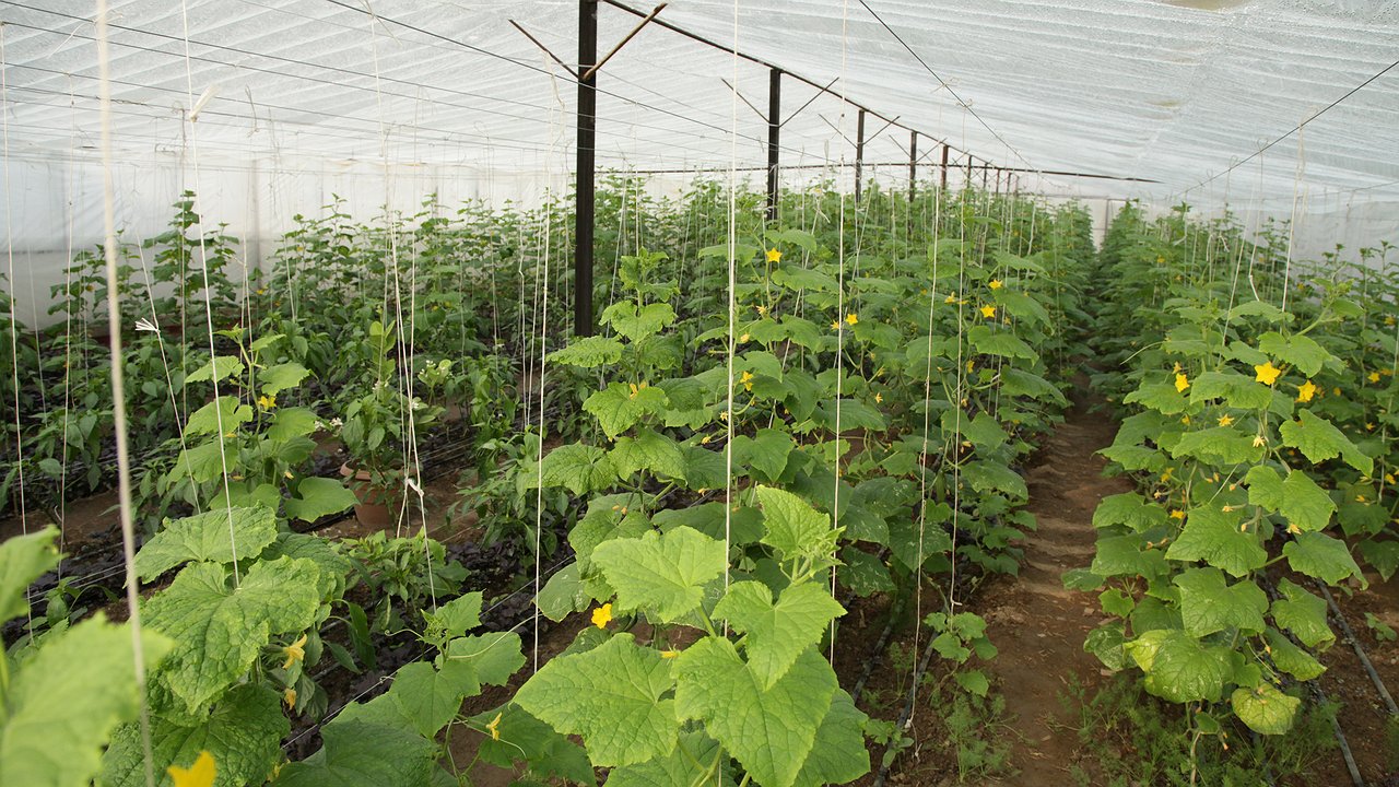 Главная картинка новости: Теперь всегда делаю такие подвязки для огурцов: идею подглядела у местного фермера